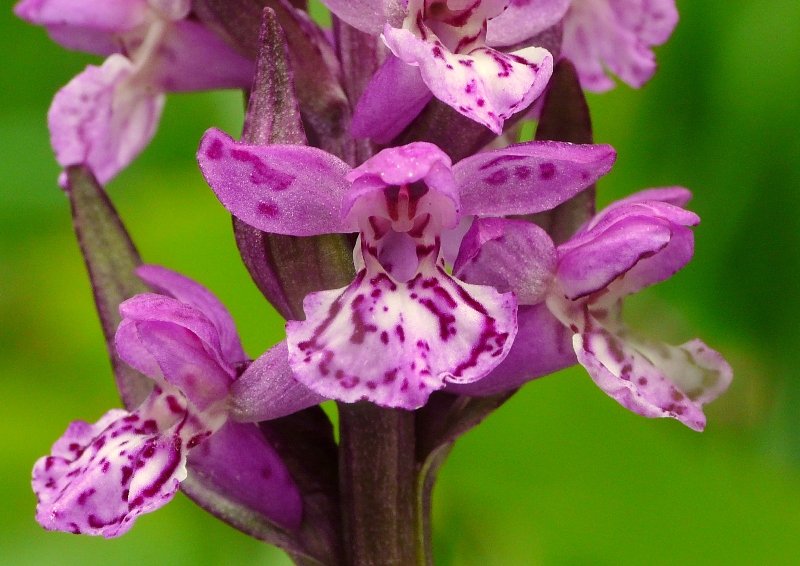 Nigritella, Dactylorhiza perverseemaltempo! Dolomiti luglio 2014.